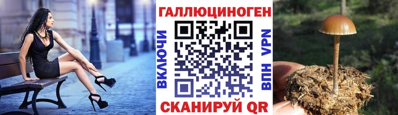 Псилоцибиновые грибы Psilocybe  Правдинск 